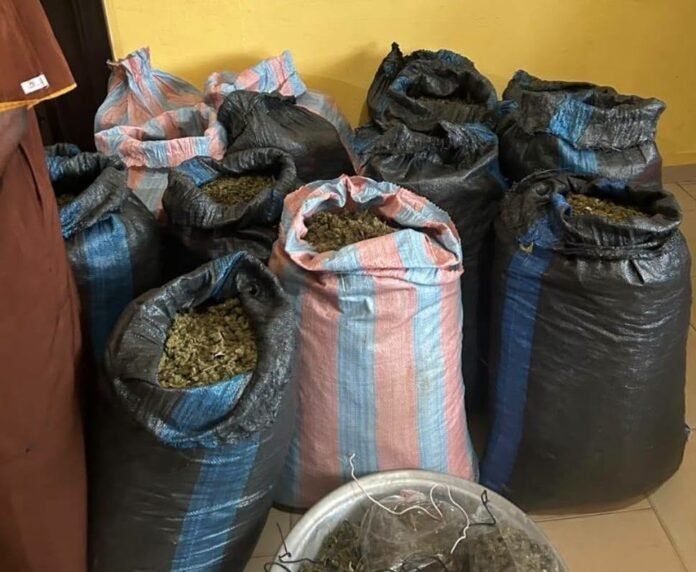 Marine Police arrest 31-year-old man over suspected cannabis plantation in Volta Region Marine Police arrest 31-year-old man over suspected cannabis plantation in Volta Region